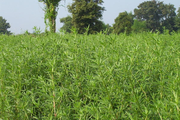 អត្ថប្រយោជន៍ និងរបៀបដាំដំណាំចំណីសត្វ ប្រភេទសណ្ដែកស្តាយឡូ ហាម៉ាតា