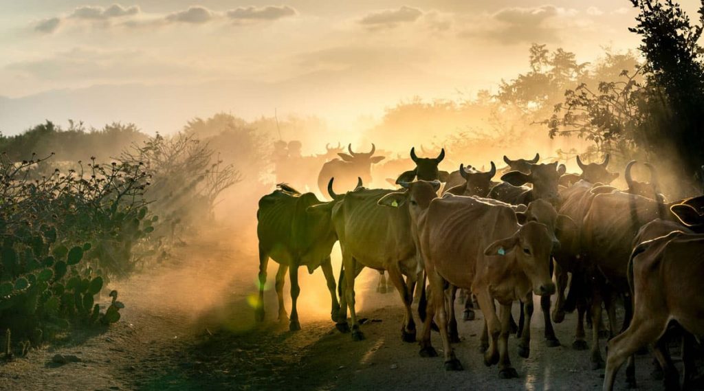 ពូជគោ និងការជ្រើសរើសពូជគោដែលសមស្របសម្រាប់ចិញ្ចឹមក្នុងកសិដ្ឋាន