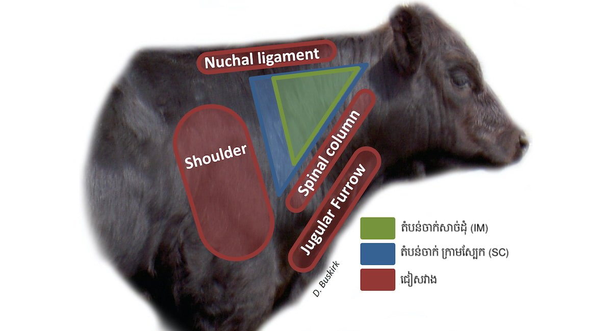 របៀបចាក់ថ្នាំគោក្របី ឱ្យបានត្រឹមត្រូវតាមបច្ចេកទេស